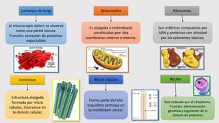 Núcleo
Complejo de Golgi
Centriolos
Mitocondria Ribosomas
Micro túbulos
Al microscopio óptico se observa
como una pared oscura.
Función: secreción de proteínas
exportables
Esta rodeado por el citoplasma.
Función: determinación
genética y regulación de la
síntesis de proteínas
Forma parte del cito
esqueleto participa en
la morbilidad celular.
Estructura alargada
formada por micro
túbulos, interviene en
la división celular.
Es alargada o redondeada
constituidas por: dos
membranas externa e interna.
Son esféricas compuestas por
ARN y proteínas con afinidad
por los colorantes básicos.
 