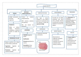 TEJIDOS BASICOS
CÉLULA
Unidad estructural y
funcional del
organismo
Citoplasma:
Rodea al núcleo,
realiza funciones
metabólicas, sustancia
amorfa en estado de
gel
MEMBRANA CELULAR
Rodea la periferia de la célula
función sostén y protección
Fagocitosis: ingestión de
sustancias solidas
Pinositosis: ingestión de
sustancias liquidas
RETICULO
ENDOPLASMATICO
Forma el sistema
endomenbranas
REP: cisternas cubiertas
de ribosomas
REL: red tubular sin
ribosomas
Inin
LISOSOMAS
FUNCION: digestión
celular
Clasificación:
Primarios: glándulas de
reserva
Secundarios: forma
vacuolas digestivas
CONPLEJO DE GOLGI MITOCONDRIAS RIBOSOMAS
Dar lugar a nuevas
cisternas, lo que podría
generar el movimiento de
las cisternas a través del
aparato de Golgi
CENTRIOLOS
Corpúsculo central del
centrosoma.
Formado por una doble
membrana que tiene
como principal función
la producción de energía
mediante el consumo de
oxígeno
MICRO TUBULOS
Movimiento de
orgánulos, transporte
intracelular de
sustancias, así como en
la división celular
(mitosis y meiosis)
Los ribosomas son
complejos
macromoleculares de
proteínas y ácido
ribonucleico (ARN)
que se encuentran en
el citoplasma
NÚCLEO
El núcleo celular es
un orgánulo
membranoso el cual
se encuentra en el
centro de las células
eucariotas