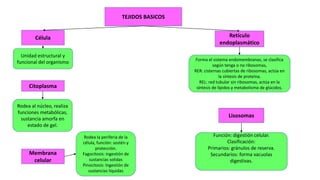 TEJIDOS BASICOS
Rodea al núcleo, realiza
funciones metabólicas,
sustancia amorfa en
estado de gel.
Célula
Membrana
celular
Citoplasma
Unidad estructural y
funcional del organismo
Rodea la periferia de la
célula, función: sostén y
protección.
Fagocitosis: ingestión de
sustancias solidas
Pinocitosis: Ingestión de
sustancias liquidas
Retículo
endoplasmático
Lisosomas
Forma el sistema endomembranas, se clasifica
según tenga o no ribosomas,
RER: cisternas cubiertas de ribosomas, actúa en
la síntesis de proteína.
REL: red tubular sin ribosomas, actúa en la
síntesis de lípidos y metabolismo de glúcidos.
Función: digestión celular.
Clasificación:
Primarios: gránulos de reserva.
Secundarios: forma vacuolas
digestivas.