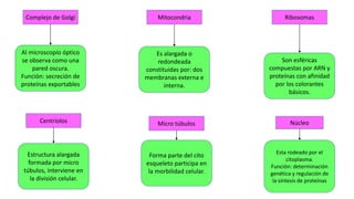 Núcleo
Complejo de Golgi
Centriolos
Mitocondria Ribosomas
Micro túbulos
Al microscopio óptico
se observa como una
pared oscura.
Función: secreción de
proteínas exportables
Esta rodeado por el
citoplasma.
Función: determinación
genética y regulación de
la síntesis de proteínas
Forma parte del cito
esqueleto participa en
la morbilidad celular.
Estructura alargada
formada por micro
túbulos, interviene en
la división celular.
Es alargada o
redondeada
constituidas por: dos
membranas externa e
interna.
Son esféricas
compuestas por ARN y
proteínas con afinidad
por los colorantes
básicos.