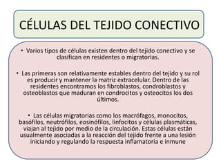 CÉLULAS DEL TEJIDO CONECTIVO
• Varios tipos de células existen dentro del tejido conectivo y se
clasifican en residentes o migratorias.
• Las primeras son relativamente estables dentro del tejido y su rol
es producir y mantener la matriz extracelular. Dentro de las
residentes encontramos los fibroblastos, condroblastos y
osteoblastos que maduran en condrocitos y osteocitos los dos
últimos.
• Las células migratorias como los macrófagos, monocitos,
basófilos, neutrófilos, eosinófilos, linfocitos y células plasmáticas,
viajan al tejido por medio de la circulación. Estas células están
usualmente asociadas a la reacción del tejido frente a una lesión
iniciando y regulando la respuesta inflamatoria e inmune
 