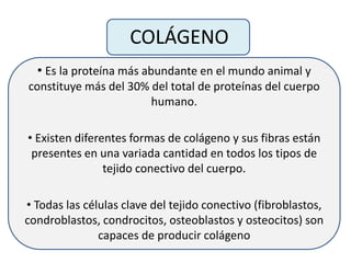 COLÁGENO
• Es la proteína más abundante en el mundo animal y
constituye más del 30% del total de proteínas del cuerpo
humano.
• Existen diferentes formas de colágeno y sus fibras están
presentes en una variada cantidad en todos los tipos de
tejido conectivo del cuerpo.
• Todas las células clave del tejido conectivo (fibroblastos,
condroblastos, condrocitos, osteoblastos y osteocitos) son
capaces de producir colágeno
 