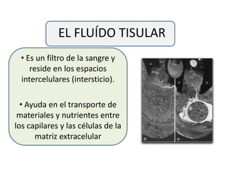 EL FLUÍDO TISULAR
• Es un filtro de la sangre y
reside en los espacios
intercelulares (intersticio).
• Ayuda en el transporte de
materiales y nutrientes entre
los capilares y las células de la
matriz extracelular
 