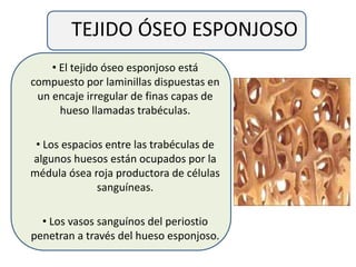 TEJIDO ÓSEO ESPONJOSO
• El tejido óseo esponjoso está
compuesto por laminillas dispuestas en
un encaje irregular de finas capas de
hueso llamadas trabéculas.
• Los espacios entre las trabéculas de
algunos huesos están ocupados por la
médula ósea roja productora de células
sanguíneas.
• Los vasos sanguínos del periostio
penetran a través del hueso esponjoso.
 