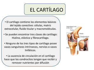 EL CARTÍLAGO
• El cartílago contiene los elementos básicos
del tejido conectivo: células, matriz
extracelular, fluído tisular y macromoléculas.
• Se pueden encontrar tres clases de cartílago:
Hialino, elástico y fibrocartílago.
• Ninguno de los tres tipos de cartílago posee
vasos sanguíneos intrínsecos, nervios o vasos
linfáticos.
• La ausencia de circulación en el cartílago
hace que los condrocitos tengan que recibir y
remover nutrientes por difusión
 