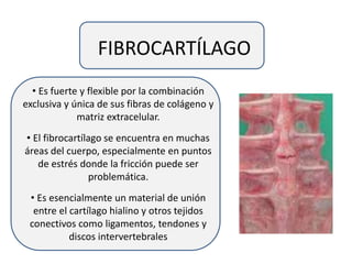 FIBROCARTÍLAGO
• Es fuerte y flexible por la combinación
exclusiva y única de sus fibras de colágeno y
matriz extracelular.
• El fibrocartílago se encuentra en muchas
áreas del cuerpo, especialmente en puntos
de estrés donde la fricción puede ser
problemática.
• Es esencialmente un material de unión
entre el cartílago hialino y otros tejidos
conectivos como ligamentos, tendones y
discos intervertebrales
 