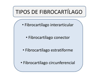 TIPOS DE FIBROCARTÍLAGO
• Fibrocartílago interarticular
• Fibrocartílago conector
• Fibrocartílago estratiforme
• Fibrocartílago circunferencial
 