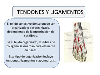 TENDONES Y LIGAMENTOS
El tejido conectivo denso puede ser
organizado o desorganizado,
dependiendo de la organización de
sus fibras.
En el tejido organizado, las fibras de
colágeno se orientan paralelamente
en haces.
Este tipo de organización incluye
tendones, ligamentos y aponeurosis.
 