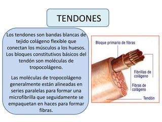 TENDONES
Los tendones son bandas blancas de
tejido colágeno flexible que
conectan los músculos a los huesos.
Los bloques constitutivos básicos del
tendón son moléculas de
tropocolágeno.
Las moléculas de tropocolágeno
generalmente están alineadas en
series paralelas para formar una
microfibrilla que seguidamente se
empaquetan en haces para formar
fibras.
 