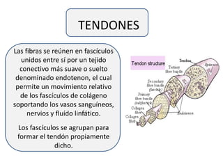 TENDONES
Las fibras se reúnen en fascículos
unidos entre sí por un tejido
conectivo más suave o suelto
denominado endotenon, el cual
permite un movimiento relativo
de los fascículos de colágeno
soportando los vasos sanguíneos,
nervios y fluído linfático.
Los fascículos se agrupan para
formar el tendón propiamente
dicho.
 