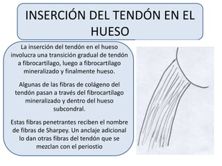 INSERCIÓN DEL TENDÓN EN EL
HUESO
La inserción del tendón en el hueso
involucra una transición gradual de tendón
a fibrocartílago, luego a fibrocartílago
mineralizado y finalmente hueso.
Algunas de las fibras de colágeno del
tendón pasan a través del fibrocartílago
mineralizado y dentro del hueso
subcondral.
Estas fibras penetrantes reciben el nombre
de fibras de Sharpey. Un anclaje adicional
lo dan otras fibras del tendón que se
mezclan con el periostio
 
