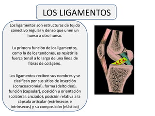 LOS LIGAMENTOS
Los ligamentos son estructuras de tejido
conectivo regular y denso que unen un
hueso a otro hueso.
La primera función de los ligamentos,
como la de los tendones, es resistir la
fuerza tensil a lo largo de una línea de
fibras de colágeno.
Los ligamentos reciben sus nombres y se
clasifican por sus sitios de inserción
(coracoacromial), forma (deltoideo),
función (capsular), posición u orientación
(colateral, cruzado), posición relativa a la
cápsula articular (extrínsecos e
intrínsecos) y su composición (elástico)
 