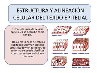 ESTRUCTURA Y ALINEACIÓN
CELULAR DEL TEJIDO EPITELIAL
• Una sola línea de células
epiteliales se describe como
simple.
• Dos o más líneas de células
espiteliales forman epitelio
estratificado y en términos de
su forma se puede clasificar
como escamoso, cuboide y
columnar.
 