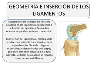 GEOMETRÍA E INSERCIÓN DE LOS
LIGAMENTOS
La geometría de los haces de fibras de
colágeno en los ligamentos es específica a
la función del ligamento. Se pueden
orientar en paralelo, oblícuas o en espiral.
La inserción del ligamento al hueso puede
ser directa o indirecta. La unión directa es
comparable a las fibras de colágeno
especializadas denominadas de Sharpey
que unen el tendón al hueso. En la ruta
indirecta, las fibras de colágeno se mezclan
con el periostio del hueso.
 