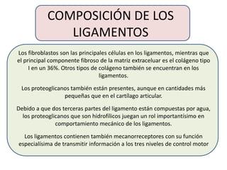 COMPOSICIÓN DE LOS
LIGAMENTOS
Los fibroblastos son las principales células en los ligamentos, mientras que
el principal componente fibroso de la matriz extraceluar es el colágeno tipo
I en un 36%. Otros tipos de colágeno también se encuentran en los
ligamentos.
Los proteoglicanos también están presentes, aunque en cantidades más
pequeñas que en el cartílago articular.
Debido a que dos terceras partes del ligamento están compuestas por agua,
los proteoglicanos que son hidrofílicos juegan un rol importantísimo en
comportamiento mecánico de los ligamentos.
Los ligamentos contienen también mecanorreceptores con su función
especialísima de transmitir información a los tres niveles de control motor
 
