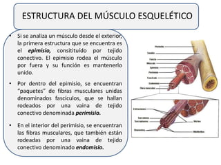 ESTRUCTURA DEL MÚSCULO ESQUELÉTICO
• Si se analiza un músculo desde el exterior,
la primera estructura que se encuentra es
el epimisio, consitituído por tejido
conectivo. El epimisio rodea el músculo
por fuera y su función es mantenerlo
unido.
• Por dentro del epimisio, se encuentran
“paquetes” de fibras musculares unidas
denominados fascículos, que se hallan
rodeados por una vaina de tejido
conectivo denominada perimisio.
• En el interior del perimisio, se encuentran
las fibras musculares, que también están
rodeadas por una vaina de tejido
conectivo denominado endomisio.
 