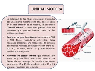 UNIDAD MOTORA
• La totalidad de las fibras musculares inervadas
por una misma motoneurona alfa, que se ubica
en el asta anterior de la médula, se denomina
“unidad motora”. Existen dos grandes tipos de
neuronas que pueden formar parte de las
unidades motoras:
• Neuronas de gran tamaño que inervan entre 300
y 500 fibras musculares diferentes. Estas
neuronas presentan una frecuencia de emisión
del impulso nervioso que puede variar entre 25-
100 Hz, es decir, entre 25 y 100 impulsos
nerviosos por segundo.
• Neuronas de escaso tamaño que inervan sólo
entre 10 y 180 fibras musculares diversas. Su
frecuencia de descarga de impulsos nerviosos
varía entre 10 y 25 Hz, es decir, entre 10 y 25
impulsos nerviosos por segundo.
 