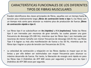 CARACTERÍSTICAS FUNCIONALES DE LOS DIFERENTES
TIPOS DE FIBRAS MUSCULARES
• Pueden identificarse dos clases principales de fibras, aquellas con un tiempo hasta la
tensión pico relativamente largo: fibras de contracción lenta o tipo I y las fibras con
un tiempo más corto para alcanzar su máximo pico de producción de fuerza: fibras
de contracción rápida o tipo II.
• Las fibras tipo II se subclasifican en IIa (rápidas) y II b (explosivas). Todas las fibras
tipo II son inervadas por neuronas de gran tamaño, las cuales poseen una gran
frecuencia de descarga (25-100 Hz), mientras que las fibras tipo I son inervadas por
neuronas de menor tamaño con menor frecuencia de descarga (10-25 Hz). Las fibras
Tipo II b logran su más alta manifestación de fuerza a los 50 Hz, mientras que las
fibras tipo I logran su pico de tensión con frecuencias de 25 Hz.
• La velocidad de contracción y relajación en las fibras rápidas es mayor que en las
lentas y por ello deben ser estimuladas con mayor frecuencia para alcanzar su
máximo desarrollo de fuerza. Por tanto, la liberación de energía será rápida en para
las fibras tipo II (hidrólisis de ATP 600 veces por segundo) y lenta para las tipo I
(hidrólisis de ATP 300 veces por segundo.
 
