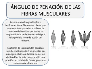 ÁNGULO DE PENACIÓN DE LAS
FIBRAS MUSCULARES
Los músculos longitudinales o
fusiformes tiene fibras musculares que
se encuentran paralelas a la línea de
tracción del tendón, por tanto, la
magnitud total de la fuerza se dirige a
lo largo de la línea de acción del
tendón.
Las fibras de los músculos penados
(uni-bi-multipenados) se orientan en
un ángulo oblícuo a la línea de acción
del tendón, de esta manera, sólo una
porción del total de la fuerza generada
se transmite al tendón.
 