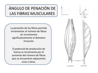 ÁNGULO DE PENACIÓN DE
LAS FIBRAS MUSCULARES
La penación de las fibras permite
incrementar el número de fibras
sin incrementar
significativamente el diámetro
muscular.
El potencial de producción de
fuerza se incrementa por el
aumento del número de fibras
que se encuentran adyacentes
unas a otras.
 