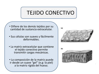 TEJIDO CONECTIVO
• Difiere de los demás tejidos por su
cantidad de sustancia extracelular.
• Sus células son suaves y fácilmente
deformables.
• La matriz extracelular que contiene
el tejido conectivo permite
transmitir cargas mecánicas.
• La composición de la matriz puede
ir desde un suave “gel” (e.g: la piel)
a la matriz rígida del hueso.
 