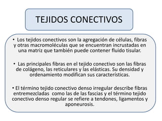 TEJIDOS CONECTIVOS
• Los tejidos conectivos son la agregación de células, fibras
y otras macromoléculas que se encuentran incrustadas en
una matriz que también puede contener fluido tisular.
• Las principales fibras en el tejido conectivo son las fibras
de colágeno, las reticulares y las elásticas. Su densidad y
ordenamiento modifican sus características.
• El término tejido conectivo denso irregular describe fibras
entremezcladas como las de las fascias y el término tejido
conectivo denso regular se refiere a tendones, ligamentos y
aponeurosis.
 