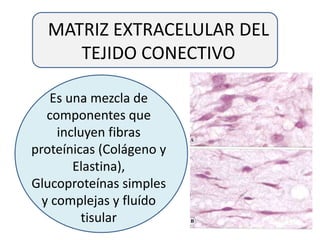 MATRIZ EXTRACELULAR DEL
TEJIDO CONECTIVO
Es una mezcla de
componentes que
incluyen fibras
proteínicas (Colágeno y
Elastina),
Glucoproteínas simples
y complejas y fluído
tisular
 
