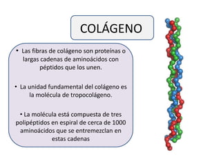 COLÁGENO
• Las fibras de colágeno son proteínas o
largas cadenas de aminoácidos con
péptidos que los unen.
• La unidad fundamental del colágeno es
la molécula de tropocolágeno.
• La molécula está compuesta de tres
polipéptidos en espiral de cerca de 1000
aminoácidos que se entremezclan en
estas cadenas
 