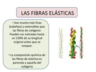 LAS FIBRAS ELÁSTICAS
• Son mucho más finas
(esbeltas) y extensibles que
las fibras de colágeno.
Pueden ser estiradas hasta
un 150% de su longitud
original antes que se
rompan.
• La composición química de
las fibras de elastina es
parecida a aquella del
colágeno
 