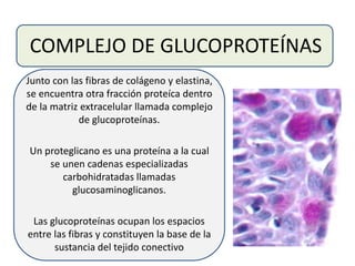 COMPLEJO DE GLUCOPROTEÍNAS
Junto con las fibras de colágeno y elastina,
se encuentra otra fracción proteíca dentro
de la matriz extracelular llamada complejo
de glucoproteínas.
Un proteglicano es una proteína a la cual
se unen cadenas especializadas
carbohidratadas llamadas
glucosaminoglicanos.
Las glucoproteínas ocupan los espacios
entre las fibras y constituyen la base de la
sustancia del tejido conectivo
 