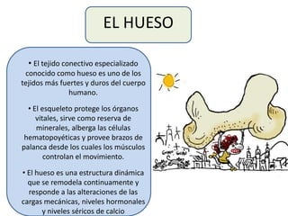 EL HUESO
• El tejido conectivo especializado
conocido como hueso es uno de los
tejidos más fuertes y duros del cuerpo
humano.
• El esqueleto protege los órganos
vitales, sirve como reserva de
minerales, alberga las células
hematopoyéticas y provee brazos de
palanca desde los cuales los músculos
controlan el movimiento.
• El hueso es una estructura dinámica
que se remodela continuamente y
responde a las alteraciones de las
cargas mecánicas, niveles hormonales
y niveles séricos de calcio
 