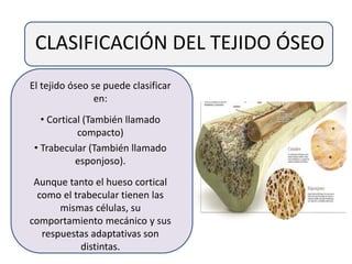 CLASIFICACIÓN DEL TEJIDO ÓSEO
El tejido óseo se puede clasificar
en:
• Cortical (También llamado
compacto)
• Trabecular (También llamado
esponjoso).
Aunque tanto el hueso cortical
como el trabecular tienen las
mismas células, su
comportamiento mecánico y sus
respuestas adaptativas son
distintas.
 