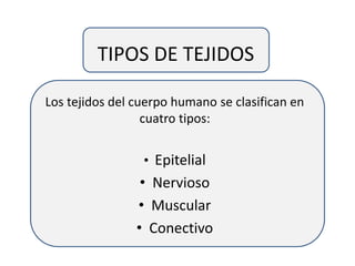 TIPOS DE TEJIDOS
Los tejidos del cuerpo humano se clasifican en
cuatro tipos:
• Epitelial
• Nervioso
• Muscular
• Conectivo
 