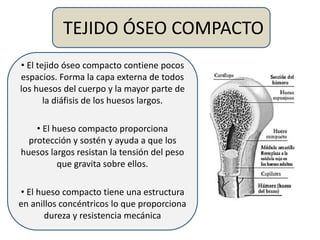 TEJIDO ÓSEO COMPACTO
• El tejido óseo compacto contiene pocos
espacios. Forma la capa externa de todos
los huesos del cuerpo y la mayor parte de
la diáfisis de los huesos largos.
• El hueso compacto proporciona
protección y sostén y ayuda a que los
huesos largos resistan la tensión del peso
que gravita sobre ellos.
• El hueso compacto tiene una estructura
en anillos concéntricos lo que proporciona
dureza y resistencia mecánica
 
