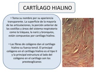 CARTÍLAGO HIALINO
• Toma su nombre por su apariencia
transparente. La superficie de la mayoría
de las articulaciones, la porción anterior de
las costillas y áreas del sistema respiratorio
como la tráquea, la nariz y bronquios,
están compuestas por cartílago hialino.
• Las fibras de colágeno dan al cartílago
hialino su fuerza tensil. El principal
colágeno en el cartílago hialino es el tipo II
y la principal estructura al lado del
colágeno en el cartílago son los
preoteoglicanos
 