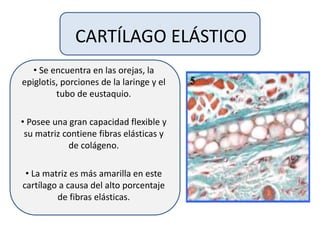 CARTÍLAGO ELÁSTICO
• Se encuentra en las orejas, la
epiglotis, porciones de la laringe y el
tubo de eustaquio.
• Posee una gran capacidad flexible y
su matriz contiene fibras elásticas y
de colágeno.
• La matriz es más amarilla en este
cartílago a causa del alto porcentaje
de fibras elásticas.
 