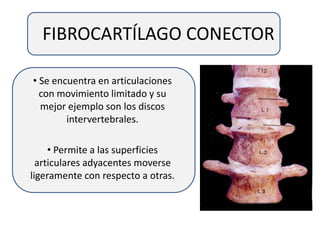 FIBROCARTÍLAGO CONECTOR
• Se encuentra en articulaciones
con movimiento limitado y su
mejor ejemplo son los discos
intervertebrales.
• Permite a las superficies
articulares adyacentes moverse
ligeramente con respecto a otras.
 
