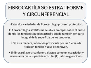 FIBROCARTÍLAGO ESTRATIFORME
Y CIRCUNFERENCIAL
• Estas dos variedades de fibrocartílago proveen protección.
• El fibrocartílago estratiforme se ubica en capas sobre el hueso
donde los tendones pueden actual y puede también ser parte
integral de la superficie de los tendones.
• De esta manera, la fricción provocada por las fuerzas de
tracción tendon-hueso disminuyen.
• El fibrocartílago circunferencial actúa como un espaciador y
reformador de la superficie articular (Ej: labrum glenoideo)
 