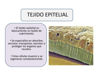 TEJIDO EPITELIAL
• El tejido epitelial es
básicamente un tejido de
cubrimiento.
• Se especializa en absorber,
secretar, transportar, excretar o
proteger los órganos que
recubre.
• Estas células mueren y se
regeneran constantemente.
 
