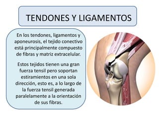 TENDONES Y LIGAMENTOS
En los tendones, ligamentos y
aponeurosis, el tejido conectivo
está principalmente compuesto
de fibras y matriz extracelular.
Estos tejidos tienen una gran
fuerza tensil pero soportan
estiramientos en una sola
dirección, esto es, a lo largo de
la fuerza tensil generada
paralelamente a la orientación
de sus fibras.
 