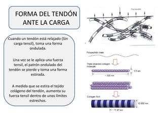 FORMA DEL TENDÓN
ANTE LA CARGA
Cuando un tendón está relajado (Sin
carga tensil), toma una forma
ondulada.
Una vez se le aplica una fuerza
tensil, el patrón ondulado del
tendón se pierde y toma una forma
estirada.
A medida que se estira el tejido
colágeno del tendón, aumenta su
fuerza tensil dentro de unos límites
estrechos.
 
