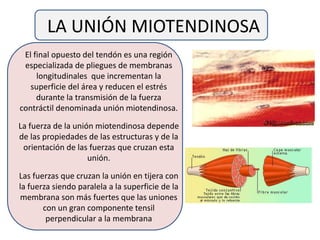 LA UNIÓN MIOTENDINOSA
El final opuesto del tendón es una región
especializada de pliegues de membranas
longitudinales que incrementan la
superficie del área y reducen el estrés
durante la transmisión de la fuerza
contráctil denominada unión miotendinosa.
La fuerza de la unión miotendinosa depende
de las propiedades de las estructuras y de la
orientación de las fuerzas que cruzan esta
unión.
Las fuerzas que cruzan la unión en tijera con
la fuerza siendo paralela a la superficie de la
membrana son más fuertes que las uniones
con un gran componente tensil
perpendicular a la membrana
 
