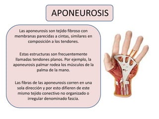 APONEUROSIS
Las aponeurosis son tejido fibroso con
membranas parecidas a cintas, similares en
composición a los tendones.
Estas estructuras son frecuentemente
llamadas tendones planos. Por ejemplo, la
aponeurosis palmar rodea los músculos de la
palma de la mano.
Las fibras de las aponeurosis corren en una
sola dirección y por esto difieren de este
mismo tejido conectivo no organizado o
irregular denominado fascia.
 