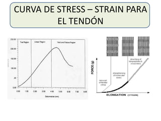 CURVA DE STRESS – STRAIN PARA
EL TENDÓN
 