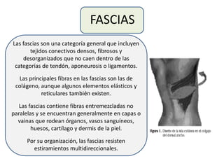 FASCIAS
Las fascias son una categoría general que incluyen
tejidos conectivos densos, fibrosos y
desorganizados que no caen dentro de las
categorías de tendón, aponeurosis o ligamentos.
Las principales fibras en las fascias son las de
colágeno, aunque algunos elementos elásticos y
reticulares también existen.
Las fascias contiene fibras entremezcladas no
paralelas y se encuentran generalmente en capas o
vainas que rodean órganos, vasos sanguíneos,
huesos, cartílago y dermis de la piel.
Por su organización, las fascias resisten
estiramientos multidireccionales.
 