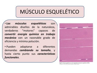 MÚSCULO ESQUELÉTICO
• Los músculos esqueléticos son
admirables diseños de la naturaleza,
verdaderos “motores” capaces de
convertir energía química en trabajo
mecánico con un razonable grado de
eficiencia y mínima polución.
• Pueden adaptarse a diferentes
demandas cambiando su tamaño, y
hasta cierto punto sus características
funcionales.
 