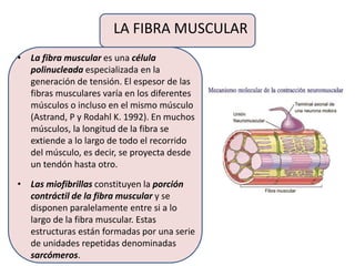 LA FIBRA MUSCULAR
• La fibra muscular es una célula
polinucleada especializada en la
generación de tensión. El espesor de las
fibras musculares varía en los diferentes
músculos o incluso en el mismo músculo
(Astrand, P y Rodahl K. 1992). En muchos
músculos, la longitud de la fibra se
extiende a lo largo de todo el recorrido
del músculo, es decir, se proyecta desde
un tendón hasta otro.
• Las miofibrillas constituyen la porción
contráctil de la fibra muscular y se
disponen paralelamente entre si a lo
largo de la fibra muscular. Estas
estructuras están formadas por una serie
de unidades repetidas denominadas
sarcómeros.
 