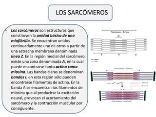 LOS SARCÓMEROS
• Los sarcómeros son estructuras que
constituyen la unidad básica de una
miofibrilla. Se encuentran unidos
continuadamente uno de otros a partir de
una estrecha membrana denominada
línea Z. En la región medial del sarcómero,
existe una zona denominada A, en la cual
puede encontrarse tanto actina como
miosina. Las bandas claras se denominan
bandas I, en esta región sólo pueden
encontrarse filamentos de actina. En la
banda A se encuentran los filamentos de
miosina que al producirse la excitación
neural, provocan el acortamiento del
sarcómero y la contracción muscular por
consiguiente.
 