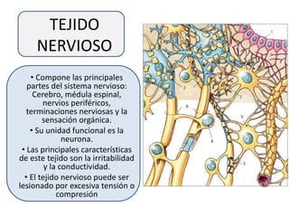 TEJIDO
NERVIOSO
• Compone las principales
partes del sistema nervioso:
Cerebro, médula espinal,
nervios periféricos,
terminaciones nerviosas y la
sensación orgánica.
• Su unidad funcional es la
neurona.
• Las principales características
de este tejido son la irritabilidad
y la conductividad.
• El tejido nervioso puede ser
lesionado por excesiva tensión o
compresión
 