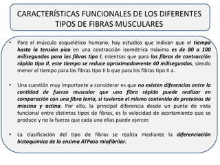 CARACTERÍSTICAS FUNCIONALES DE LOS DIFERENTES
TIPOS DE FIBRAS MUSCULARES
• Para el músculo esquelético humano, hay estudios que indican que el tiempo
hasta la tensión pico en una contracción isométrica máxima es de 80 a 100
milisegundos para las fibras tipo I, mientras que para las fibras de contracción
rápida tipo II, este tiempo se reduce aproximadamente 40 milisegundos, siendo
menor el tiempo para las fibras tipo II b que para los fibras tipo II a.
• Una cuestión muy importante a considerar es que no existen diferencias entre la
cantidad de fuerza muscular que una fibra rápida puede realizar en
comparación con una fibra lenta, si tuvieran el mismo contenido de proteínas de
miosina y actina. Por ello, la principal diferencia desde un punto de vista
funcional entre distintos tipos de fibras, es la velocidad de acortamiento que se
produce y no la fuerza que cada una ellas puede ejercer.
• La clasificación del tipo de fibras se realiza mediante la diferenciación
histoquímica de la enzima ATPasa miofibrilar.
 